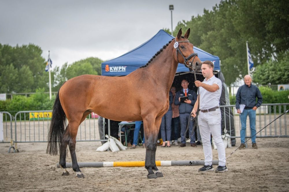 kwpn dressuurpaard merrie 11 år bruin til salg - Foto 2