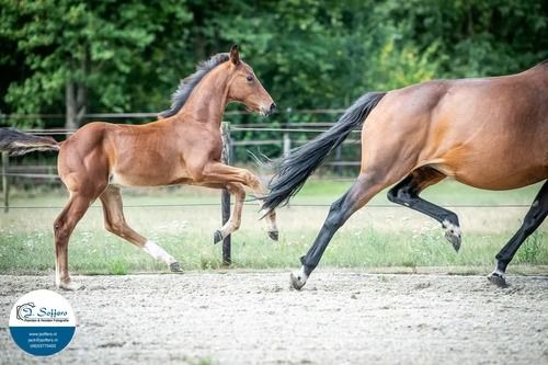 kwpn dressuurpaard merrie 11 år bruin til salg - Foto 4