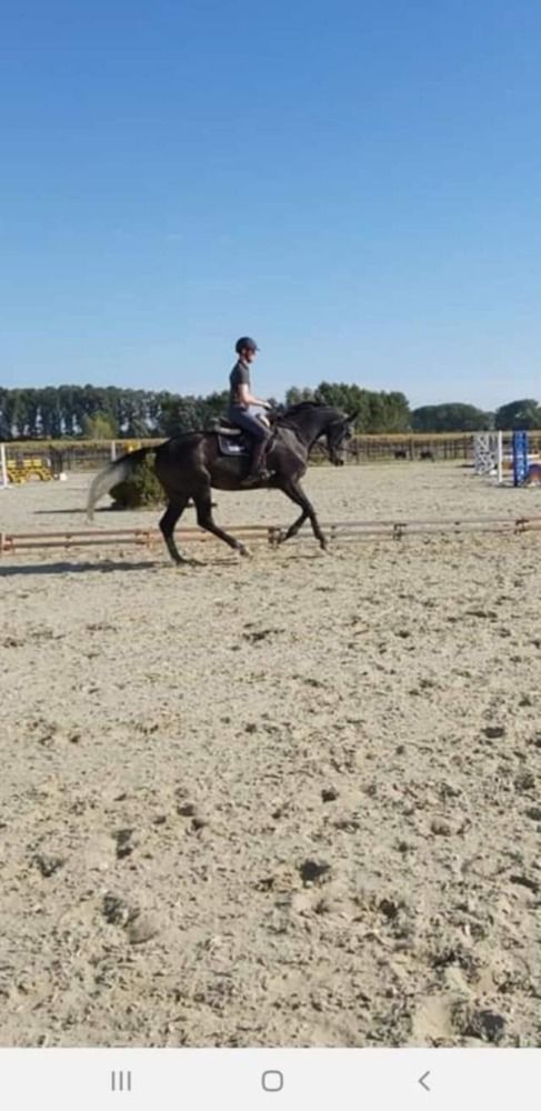 KWPN fokmerrie Merrie 10 jaar Schimmel te koop - Hoofdfoto