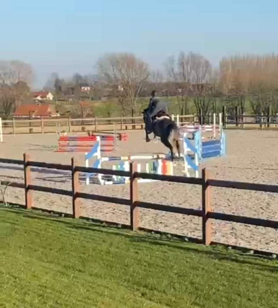 KWPN fokmerrie Merrie 10 jaar Schimmel te koop - Foto 5