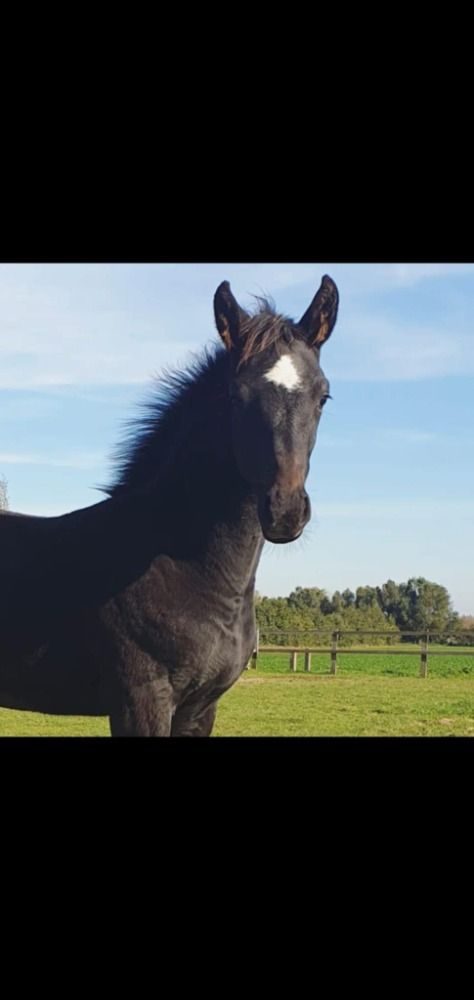 KWPN fokmerrie Merrie 10 jaar Schimmel te koop - Foto 6