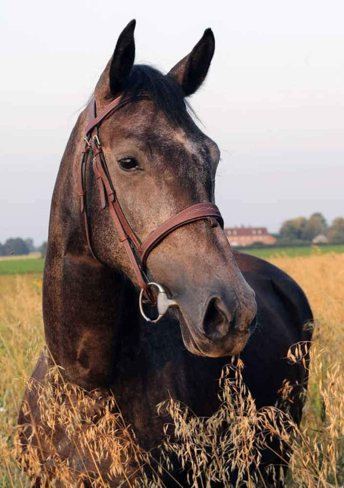 KWPN fokmerrie Merrie 10 jaar Schimmel te koop - Foto 3