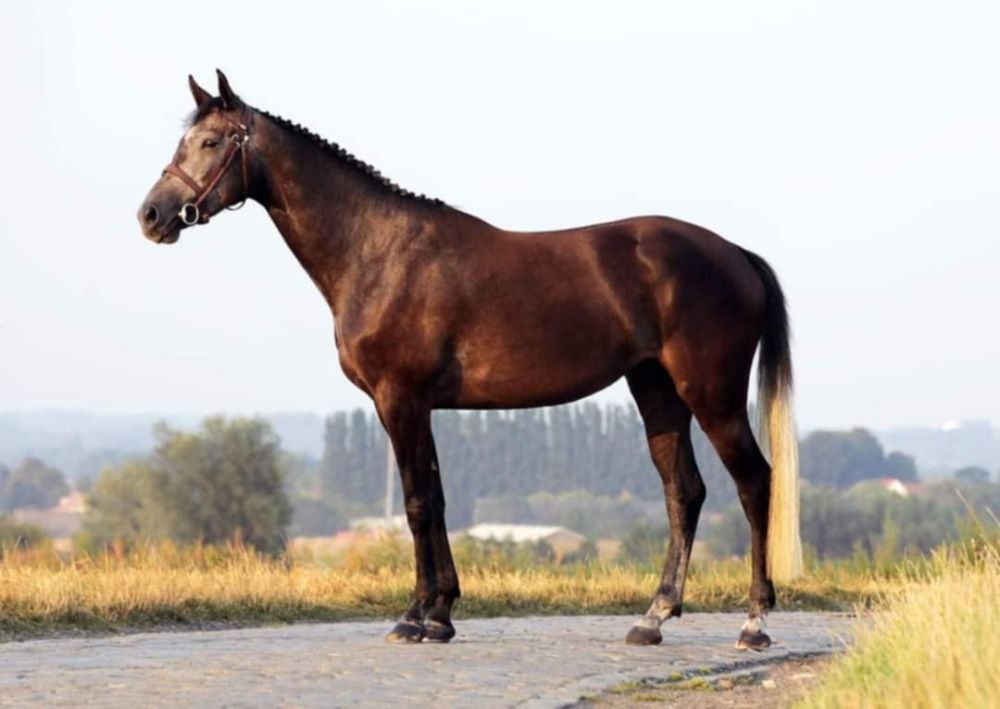 KWPN fokmerrie Merrie 10 jaar Schimmel te koop - Foto 2