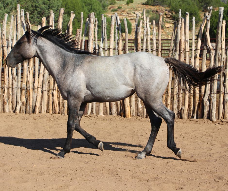 quarter-horse western-paard merrie 3 jaar te koop - Foto 2