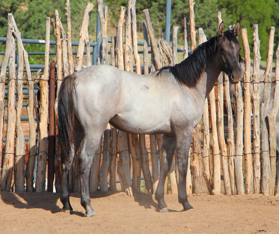 quarter-horse western-paard merrie 3 jaar te koop - Foto 3