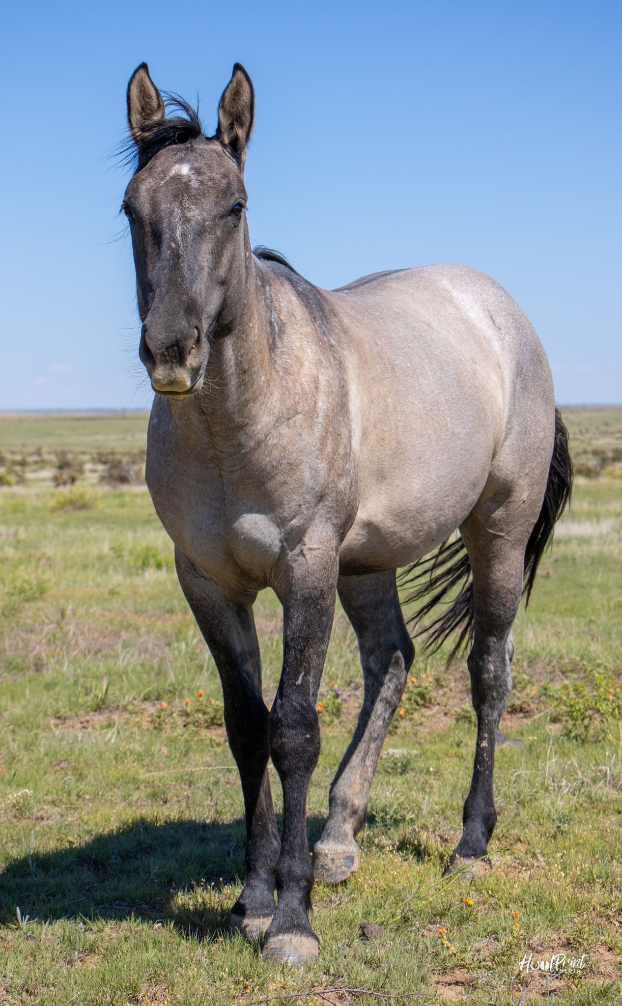 quarter-horse western-paard merrie 3 jaar te koop - Foto 4