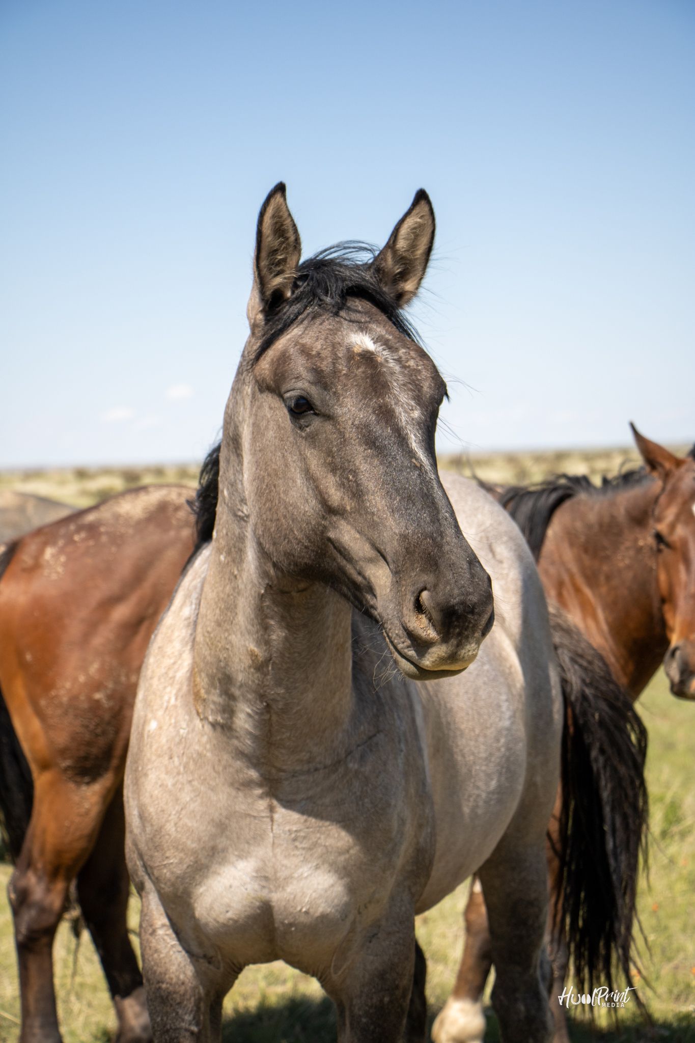 quarter-horse western-paard merrie 3 jaar te koop - Foto 5
