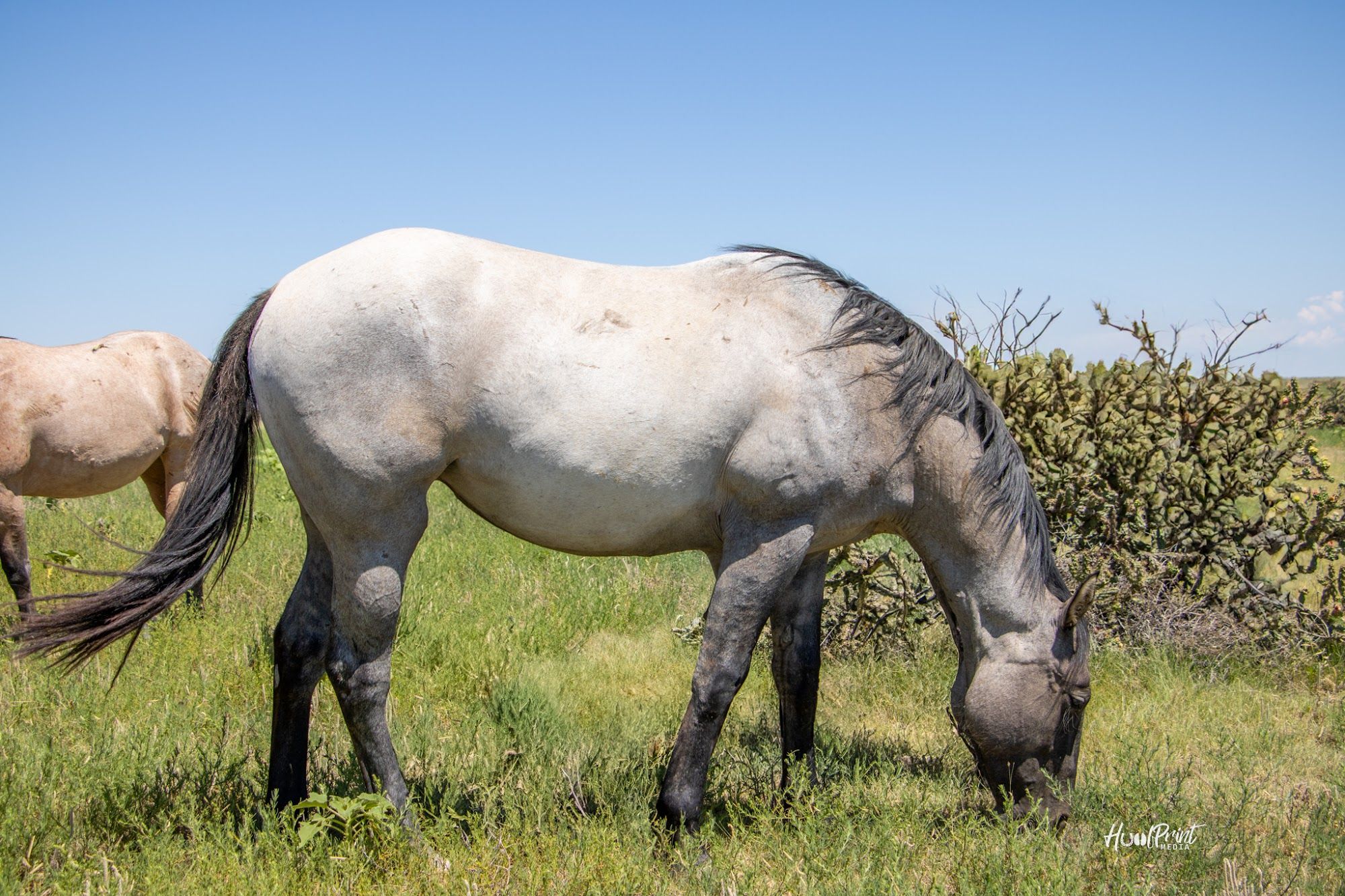 quarter-horse western-paard merrie 3 jaar te koop - Foto 6