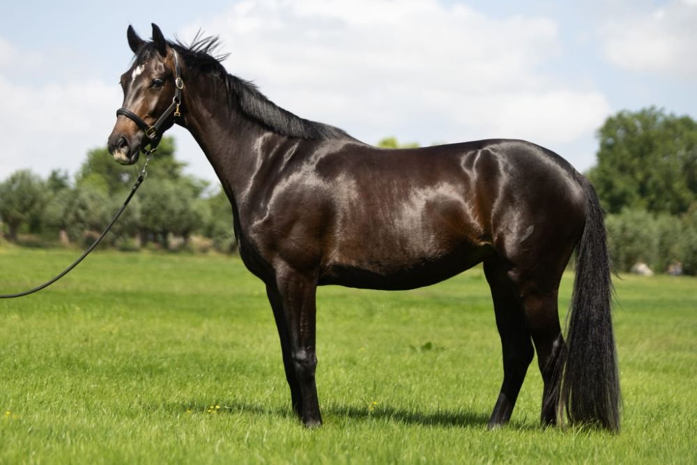 KWPN dressuurpaard Merrie 3 jaar Donkerbruin te koop - Hoofdfoto