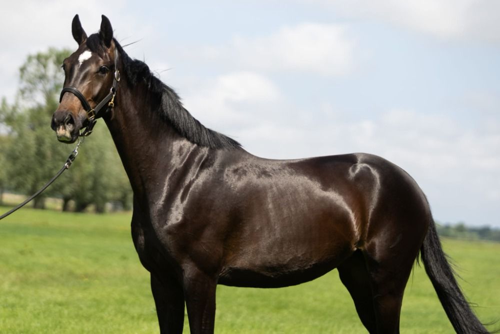 KWPN dressuurpaard Merrie 3 jaar Donkerbruin te koop - Foto 3