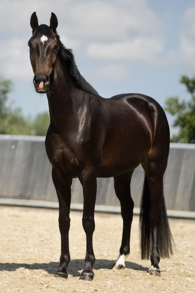 KWPN dressuurpaard Merrie 3 jaar Donkerbruin te koop - Foto 2