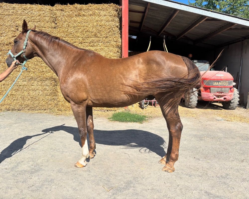 SBS dressuurpaard Ruin 15 jaar Donkerbruin te koop - Foto 2