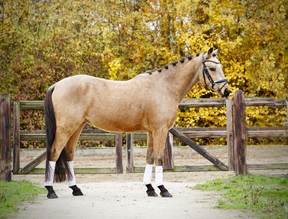 New Forest allround-pony Ruin 7 jaar Andere te koop - Foto 5
