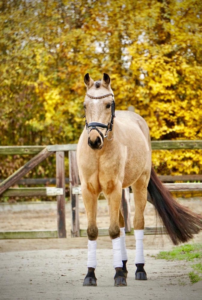 Supermooie pony v. Champion de Luxe