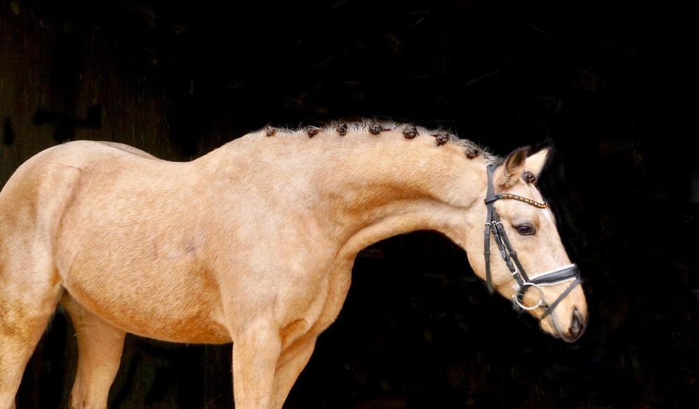 New Forest allround-pony Ruin 7 jaar Andere te koop - Foto 4
