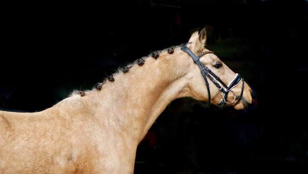 New Forest allround-pony Ruin 7 jaar Andere te koop - Foto 2