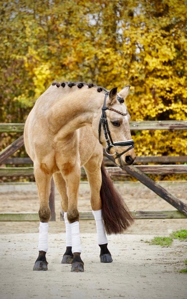 New Forest allround-pony Ruin 7 jaar Andere te koop - Foto 3