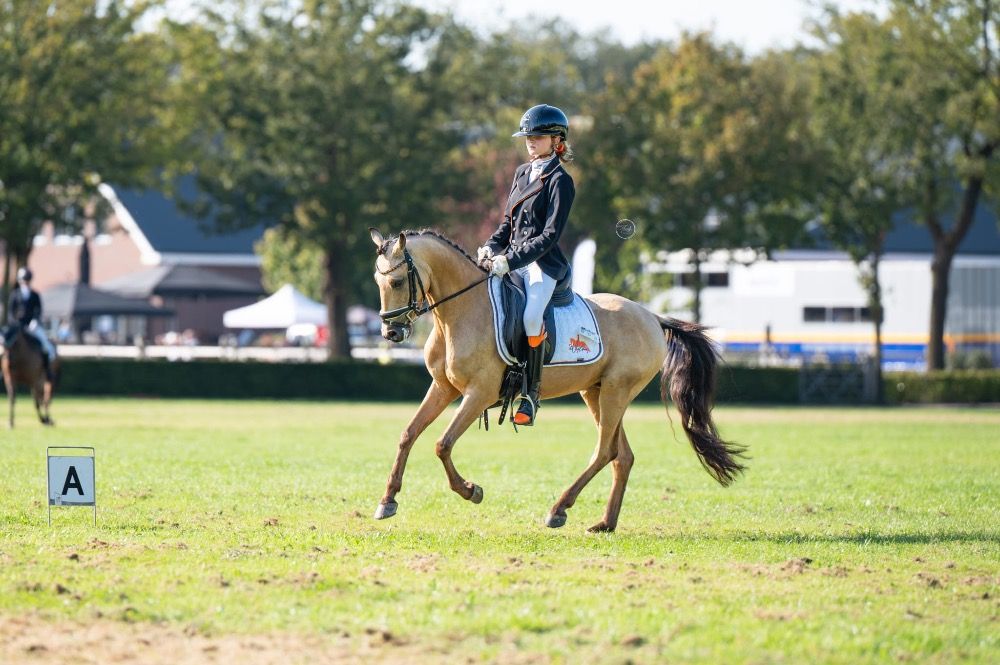 New Forest allround-pony Ruin 7 jaar Andere te koop - Foto 6