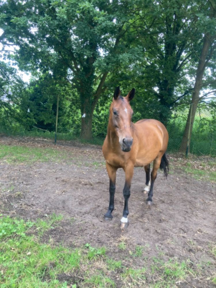 Zangersheide fokmerrie Merrie 8 jaar Bruin te koop - Foto 5