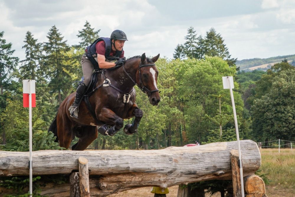 BWP eventingpaard Ruin 15 jaar Bruin te koop - Foto 3