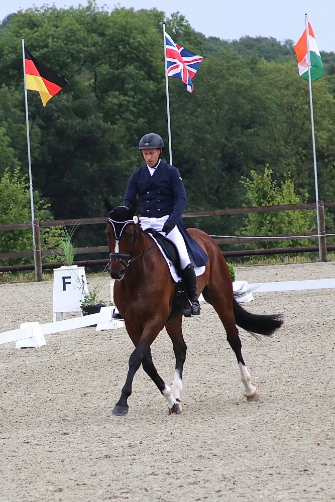 BWP eventingpaard Ruin 15 jaar Bruin te koop - Foto 2