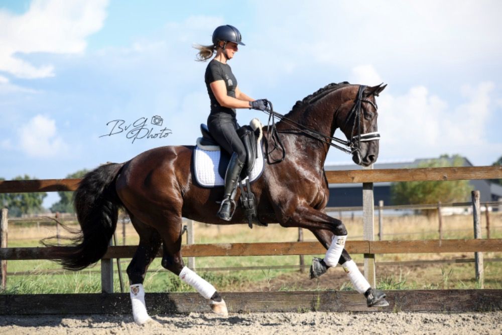 KWPN dressuurpaard Ruin 15 years old Zwart for sale - Photo 2