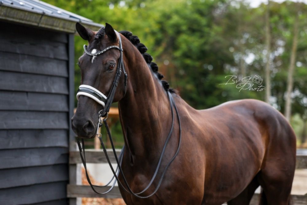 KWPN dressuurpaard Ruin 15 years old Zwart for sale - Photo 4