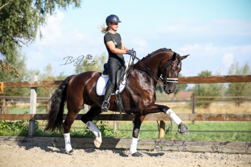 KWPN dressuurpaard Ruin 15 years old Zwart for sale - Photo 3