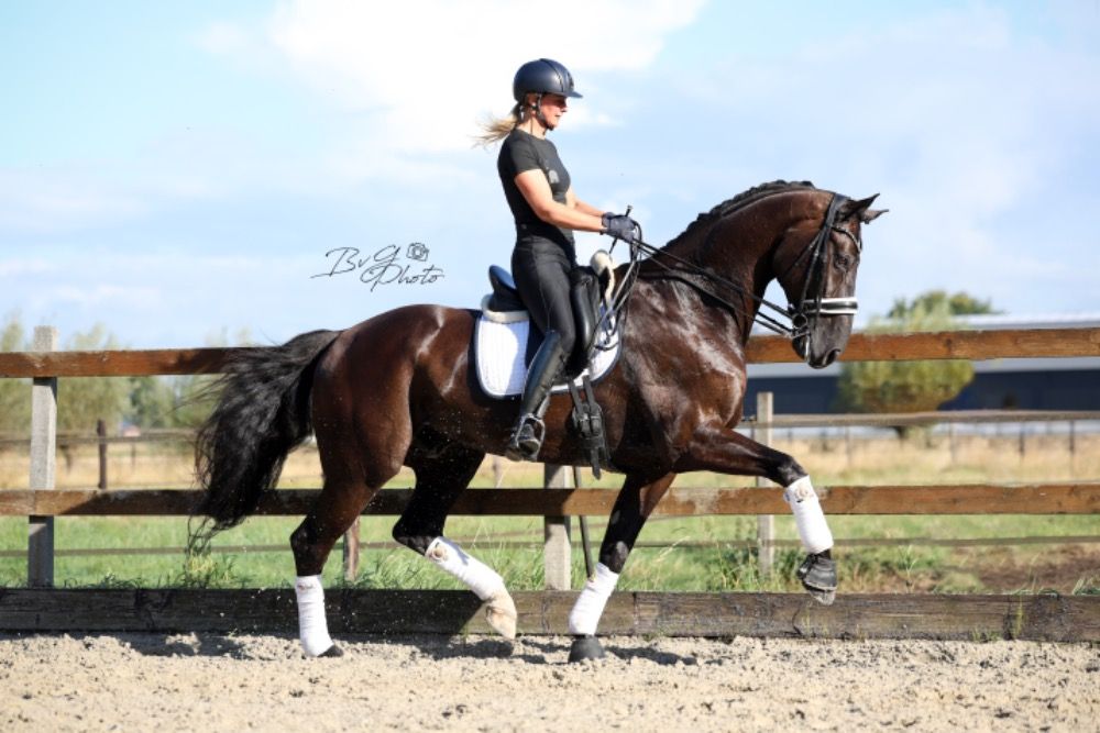 Attractively priced due to owner's lack of time! Super handsome Lichte Tour horse!