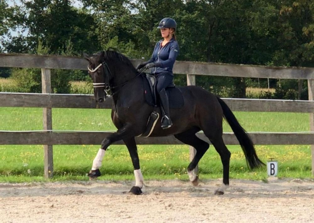 Oldenburg dressuurpaard Merrie 15 歳 Zwart 売り出し中 - 写真 5