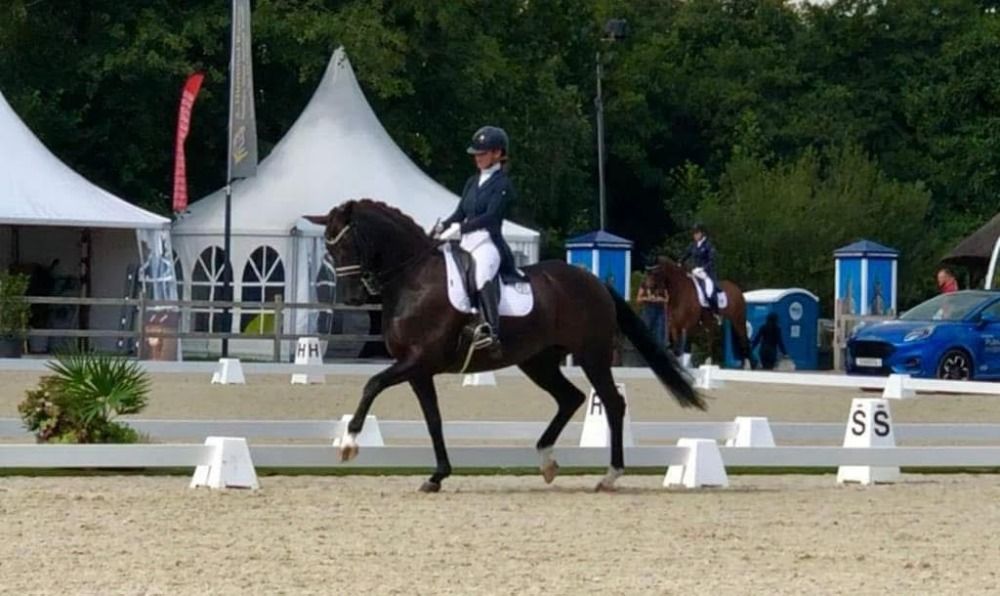 Oldenburg dressuurpaard Merrie 15 歳 Zwart 売り出し中 - 写真 2