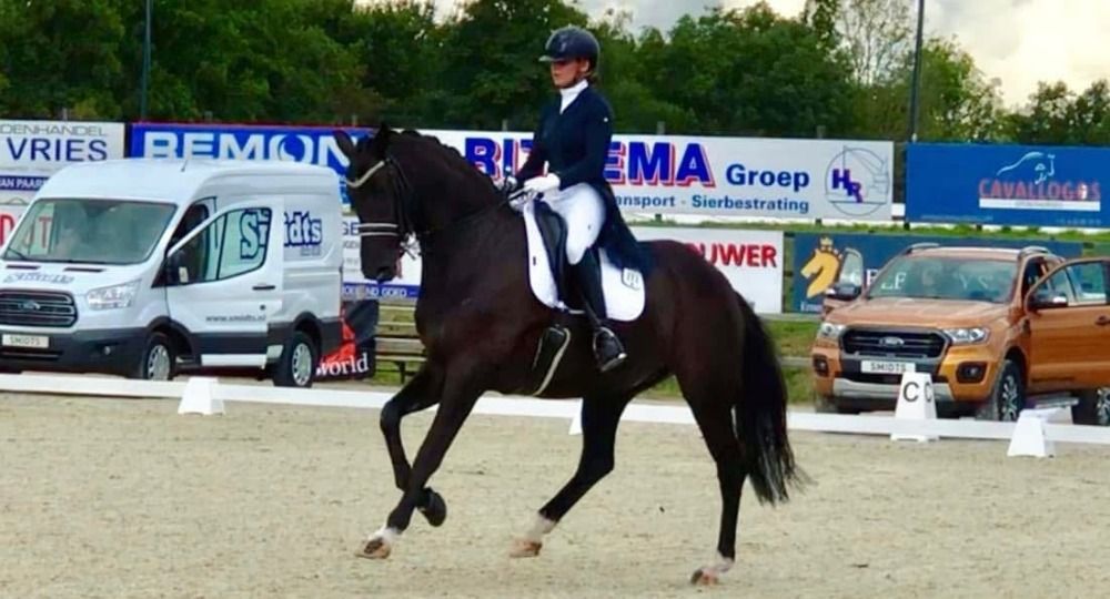 Oldenburg dressuurpaard Merrie 15 歳 Zwart 売り出し中 - 写真 3