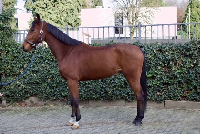 KWPN springpaard Ruin 5 years old Bruin for sale - Photo 2