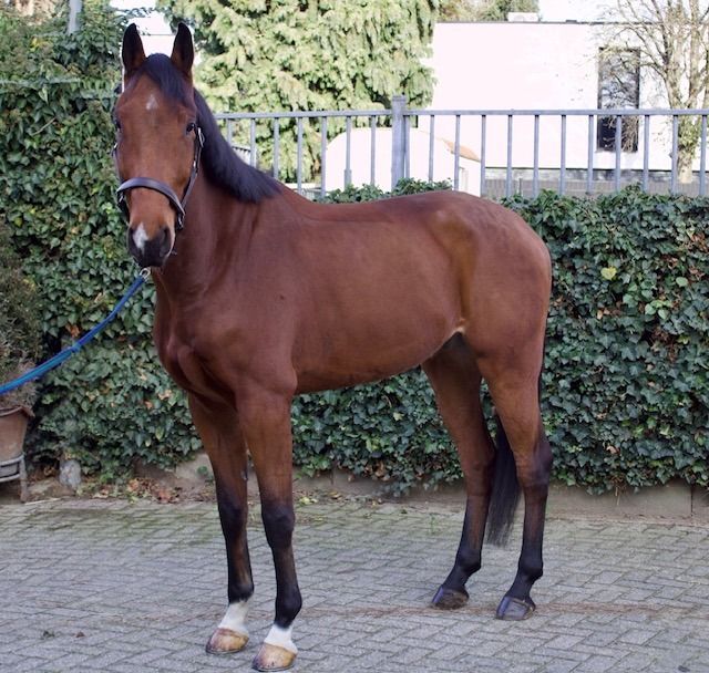 KWPN springpaard Ruin 5 years old Bruin for sale - Main photo