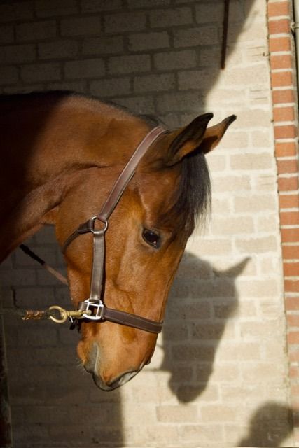 KWPN springpaard Ruin 5 years old Bruin for sale - Photo 3