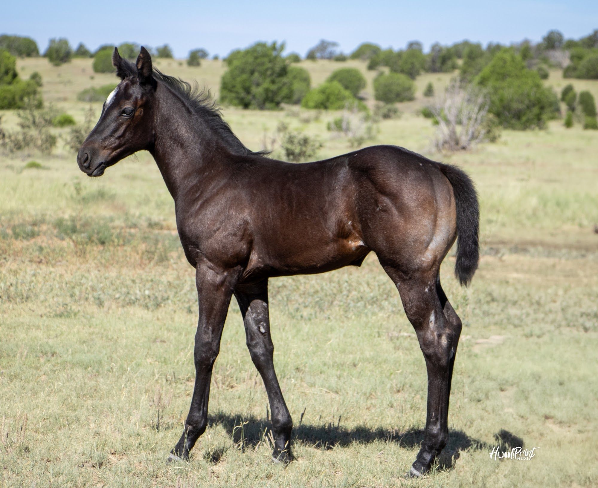 quarter-horse western-paard merrie 1 Jahre alt zu verkaufen - Foto 2