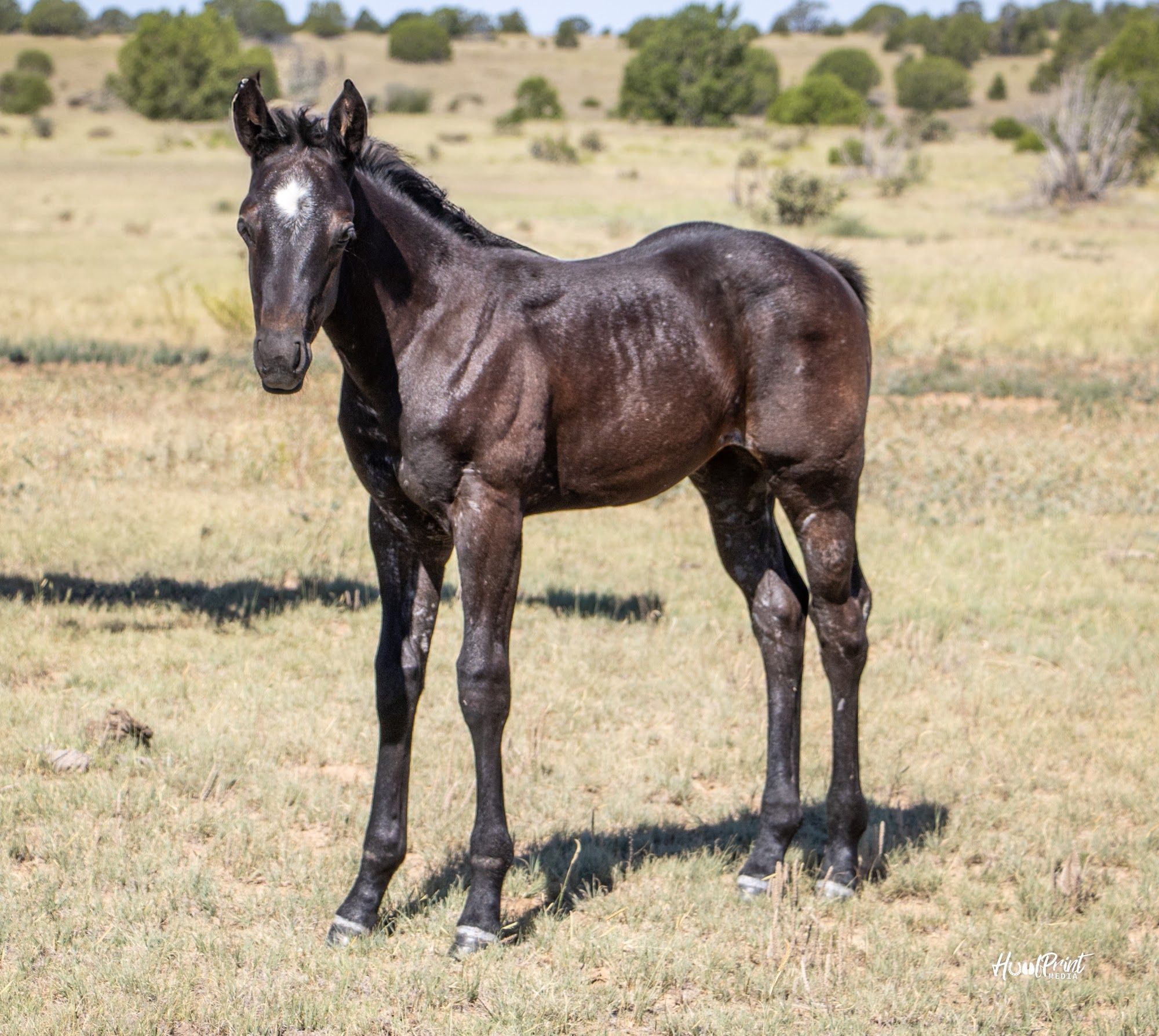 quarter-horse western-paard merrie 1 Jahre alt zu verkaufen - Foto 3