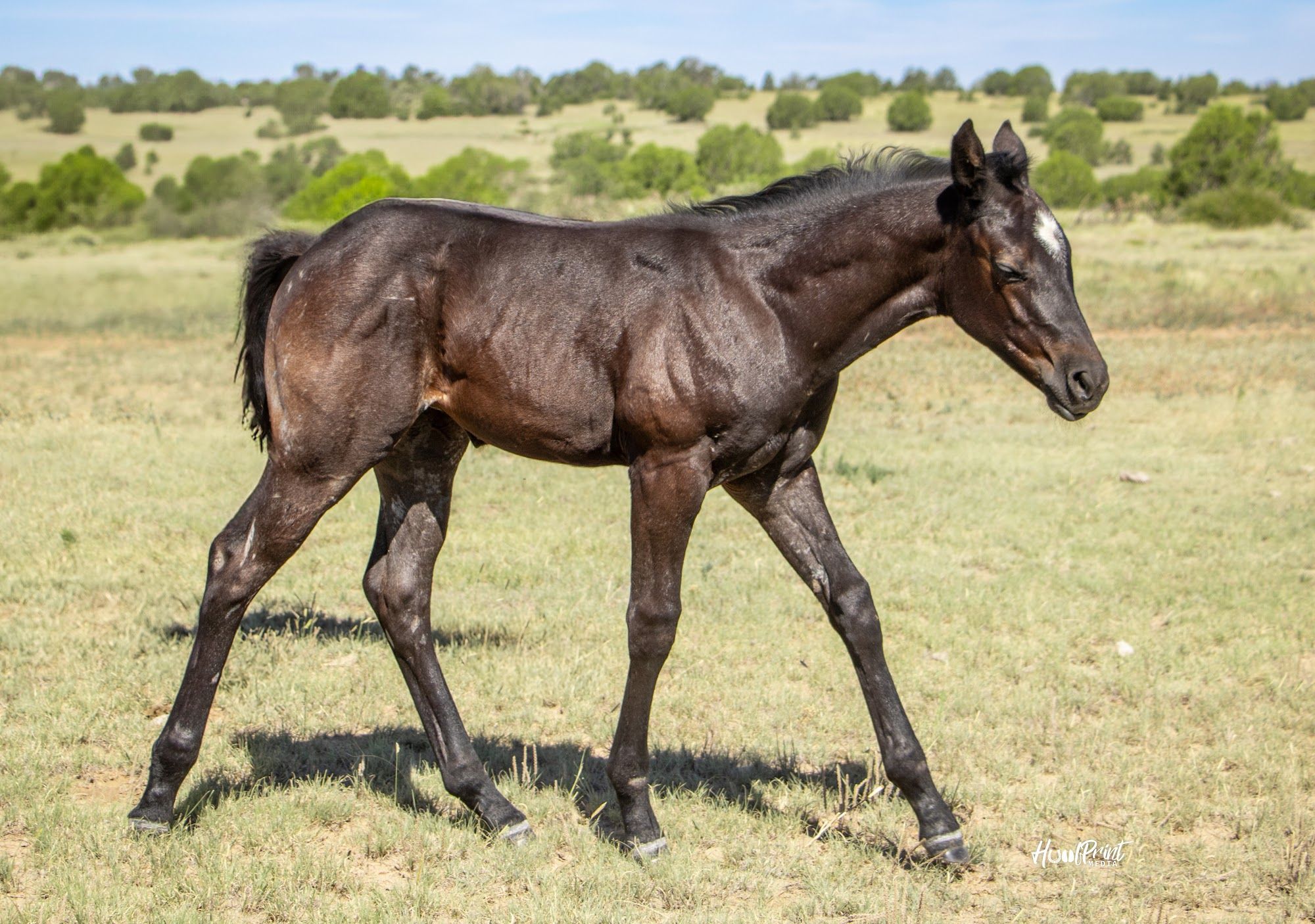 quarter-horse western-paard merrie 1 Jahre alt zu verkaufen - Foto 4
