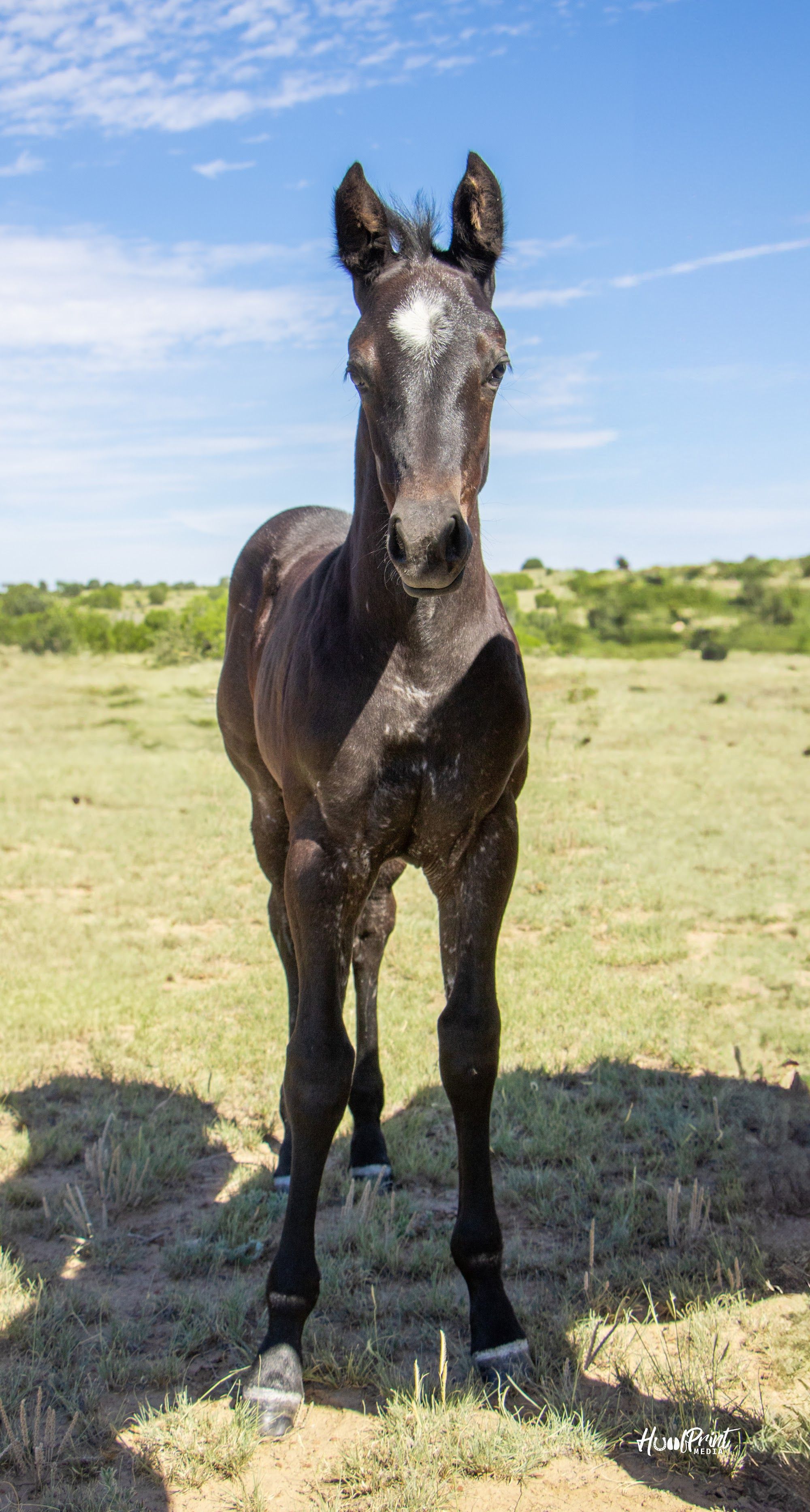 quarter-horse western-paard merrie 1 Jahre alt zu verkaufen - Foto 5