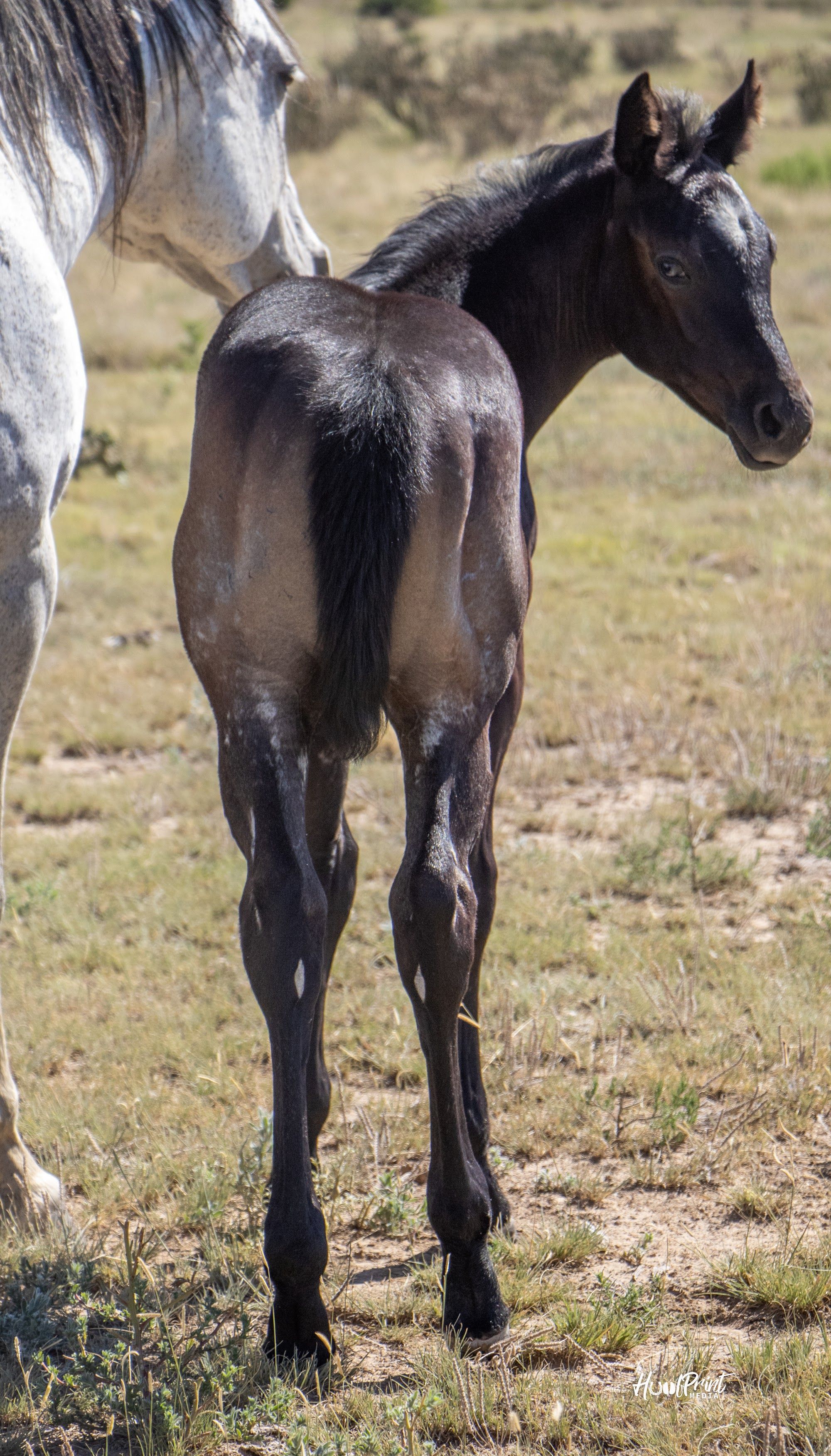 quarter-horse western-paard merrie 1 Jahre alt zu verkaufen - Foto 6