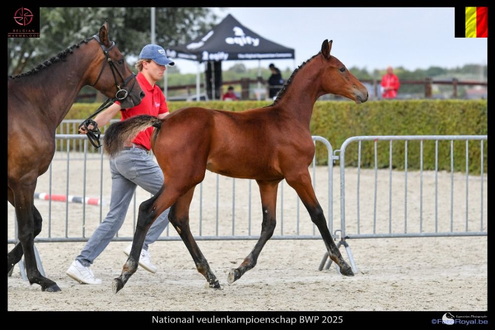BWP springpaard Hengst Bruin te koop - Hoofdfoto