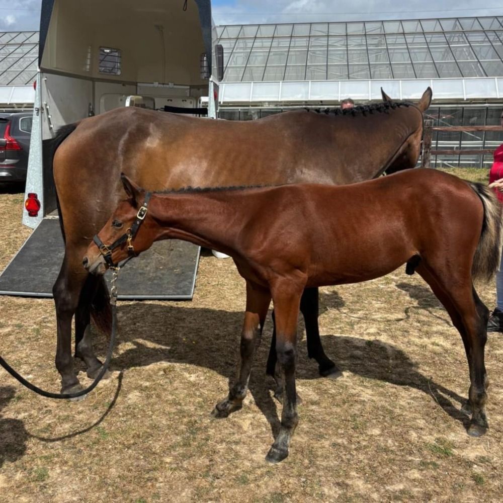 BWP springpaard Hengst Bruin te koop - Foto 4