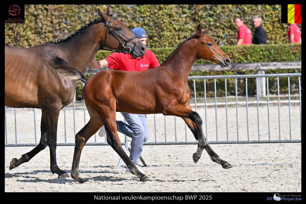 BWP springpaard Hengst Bruin te koop - Foto 3
