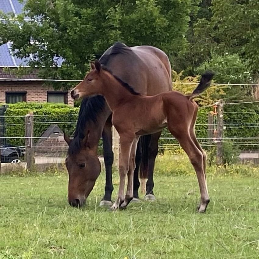 BWP springpaard Hengst Bruin te koop - Foto 5