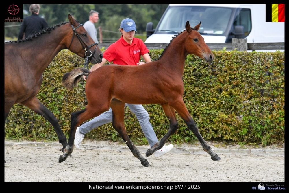 BWP springpaard Hengst Bruin te koop - Foto 2