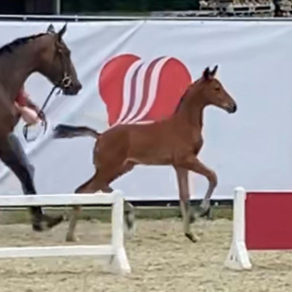BWP springpaard Hengst Bruin te koop - Foto 6