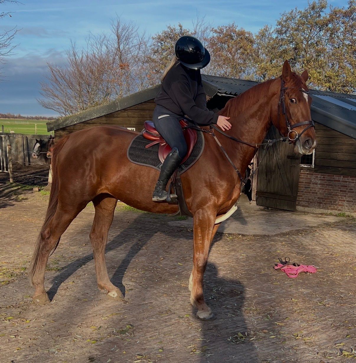 kwpn springpaard merrie 4 years old vos for sale - Photo 2