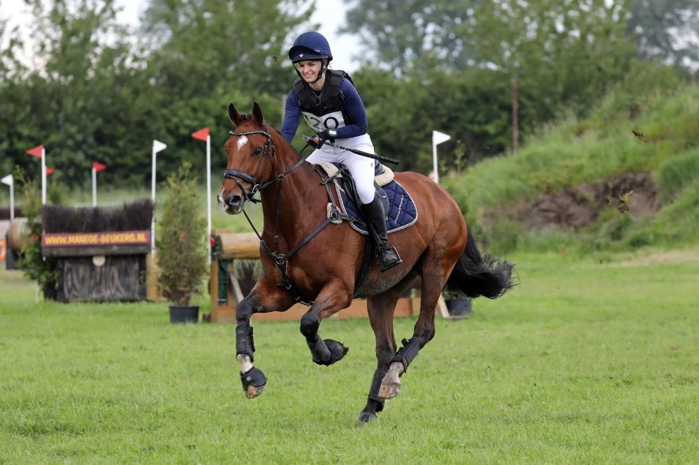 KWPN allrounder Ruin 11 jaar te koop - Foto 6