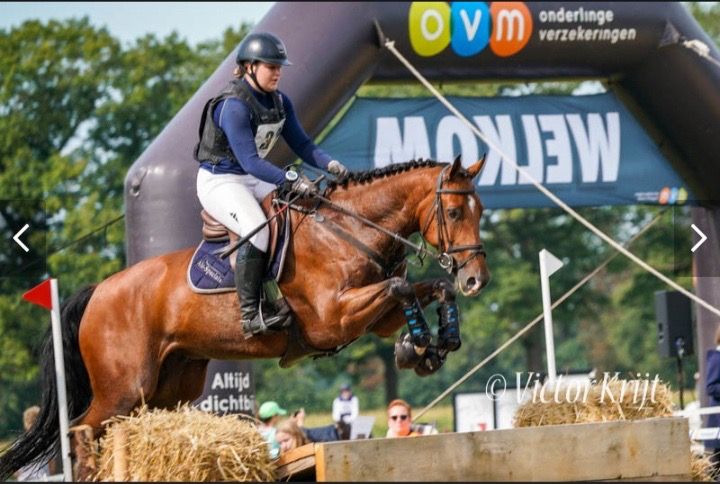 KWPN allrounder Ruin 11 jaar te koop - Foto 5
