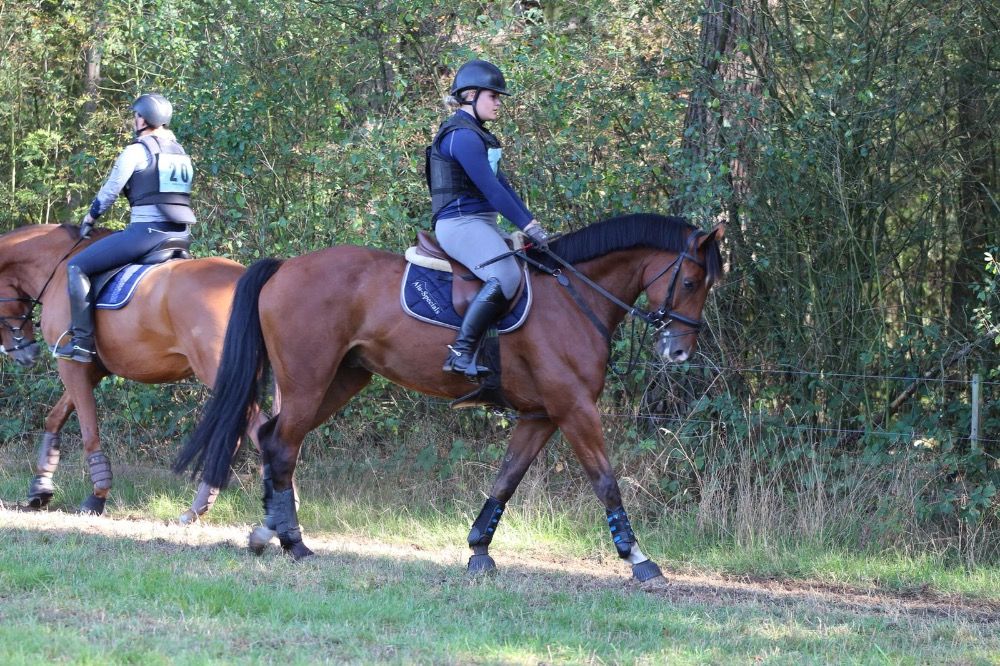 KWPN allrounder Ruin 11 jaar te koop - Foto 3